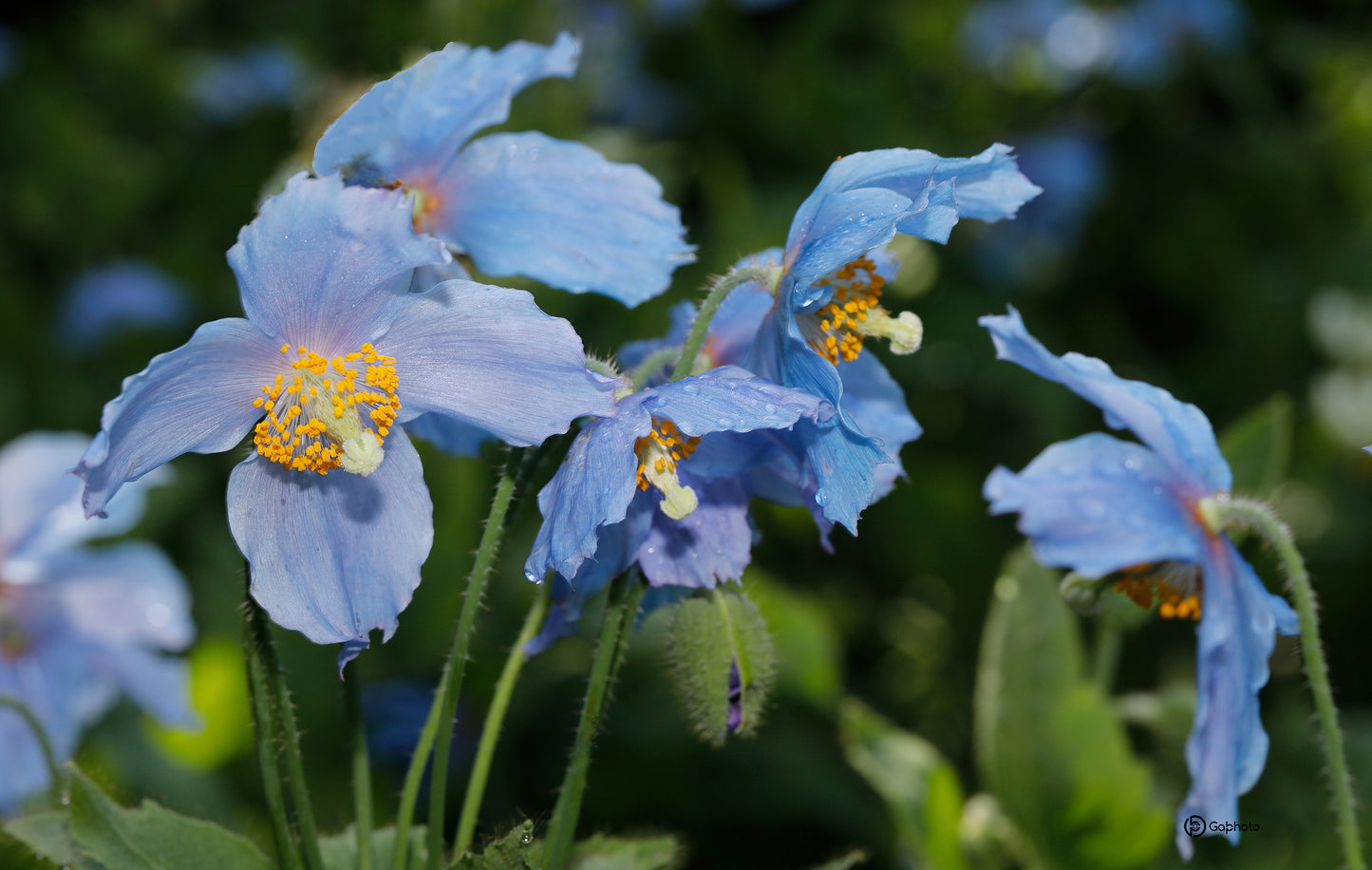 Blue Poppies Tablecloths 2 NP-042