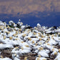 Gannet Colony Tablecloth 1 NP-061