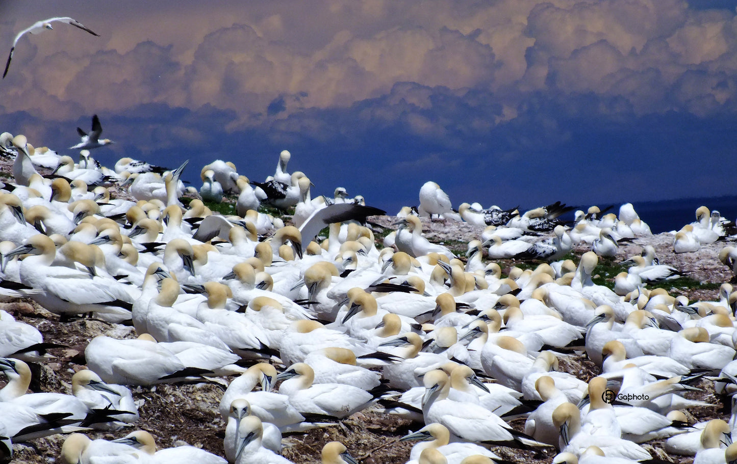 Gannet Colony Tablecloth 1 NP-061