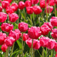 Nappe Tulipes roses NP-063