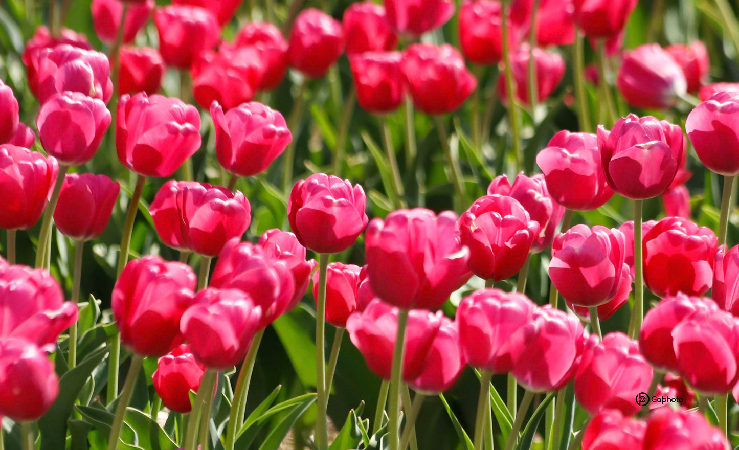 Pink Tulips Tablecloth NP-063