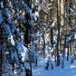 arbres avec de la neige