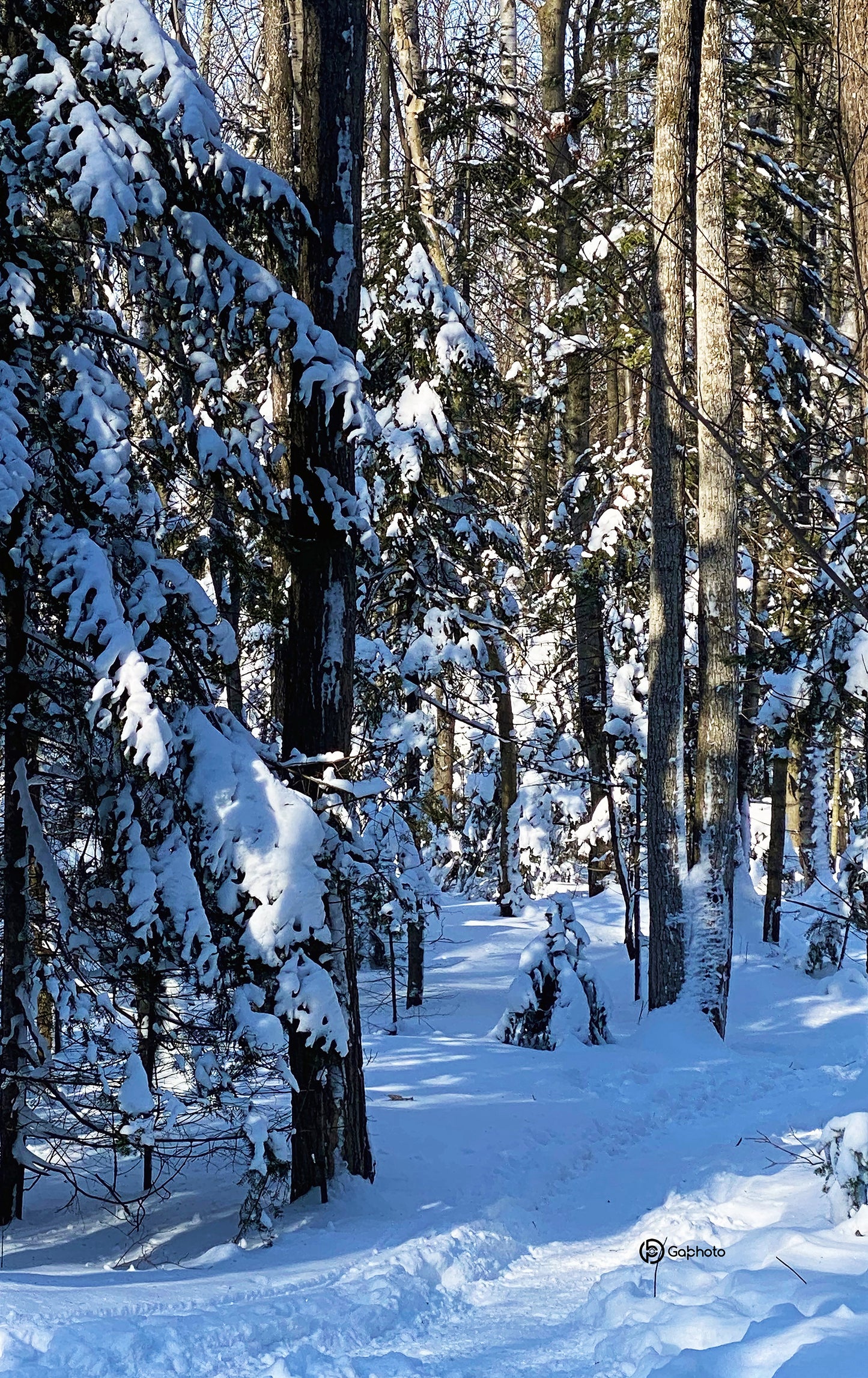 arbres avec de la neige