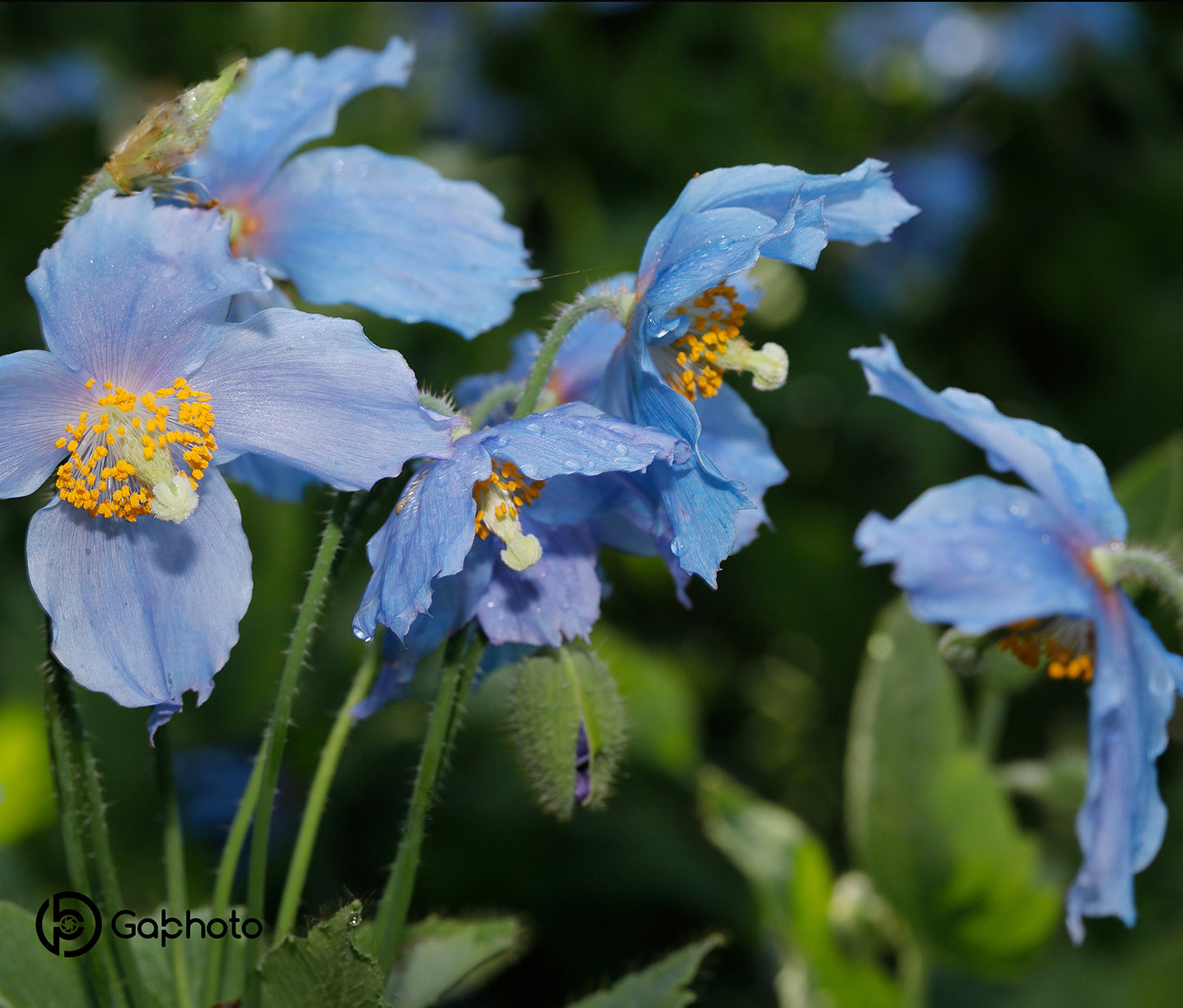 Linge à vaisselle microfibre Pavots bleus LV-016