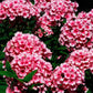 Coussins extérieurs Phlox roses 18x18 CV-1818-055