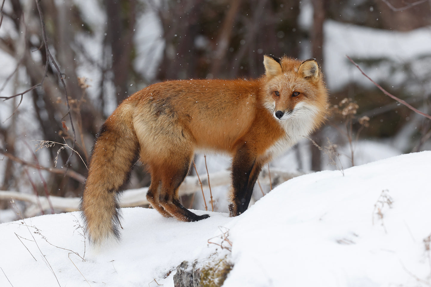 Dishcloth Red Fox Forillon LV-006