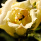 Calepin Rose jaune CP-014