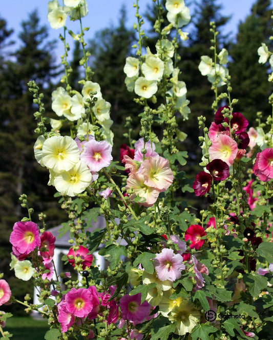 Linge à vaisselle microfibre Roses trémières LV-017