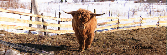 Tasse en métal TA-025 Boeuf Highland