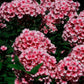 Couvertures Phlox Roses CV-021