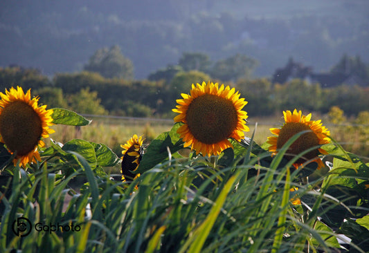 Coussins 18x18 Champs de Tournesol CV-1818-031