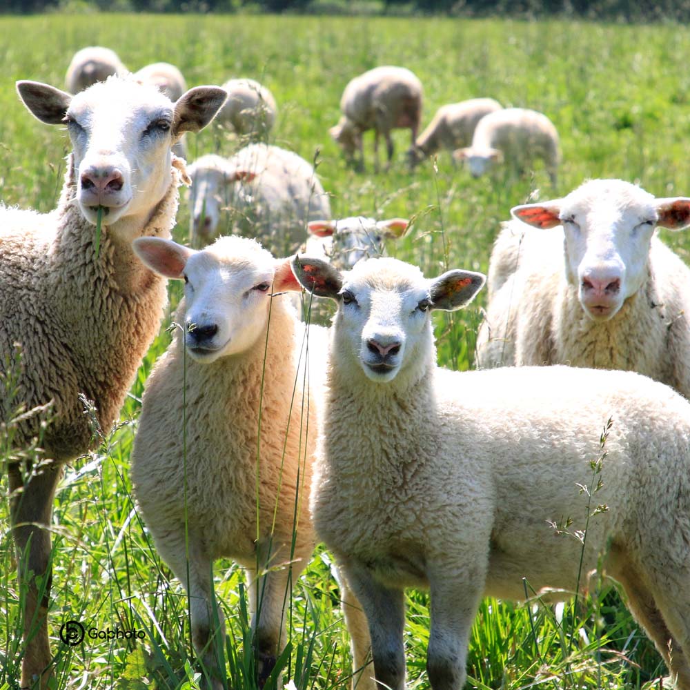 Coussins 18x18 Moutons blancs CV-1818-068