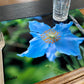 Blue Poppies Placemat NA-001