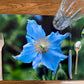 Blue Poppies Placemat NA-001