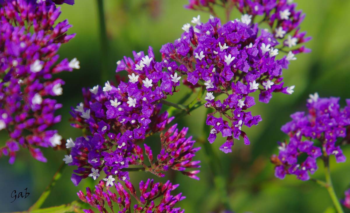 Fleurs Statices mauves Gabphoto