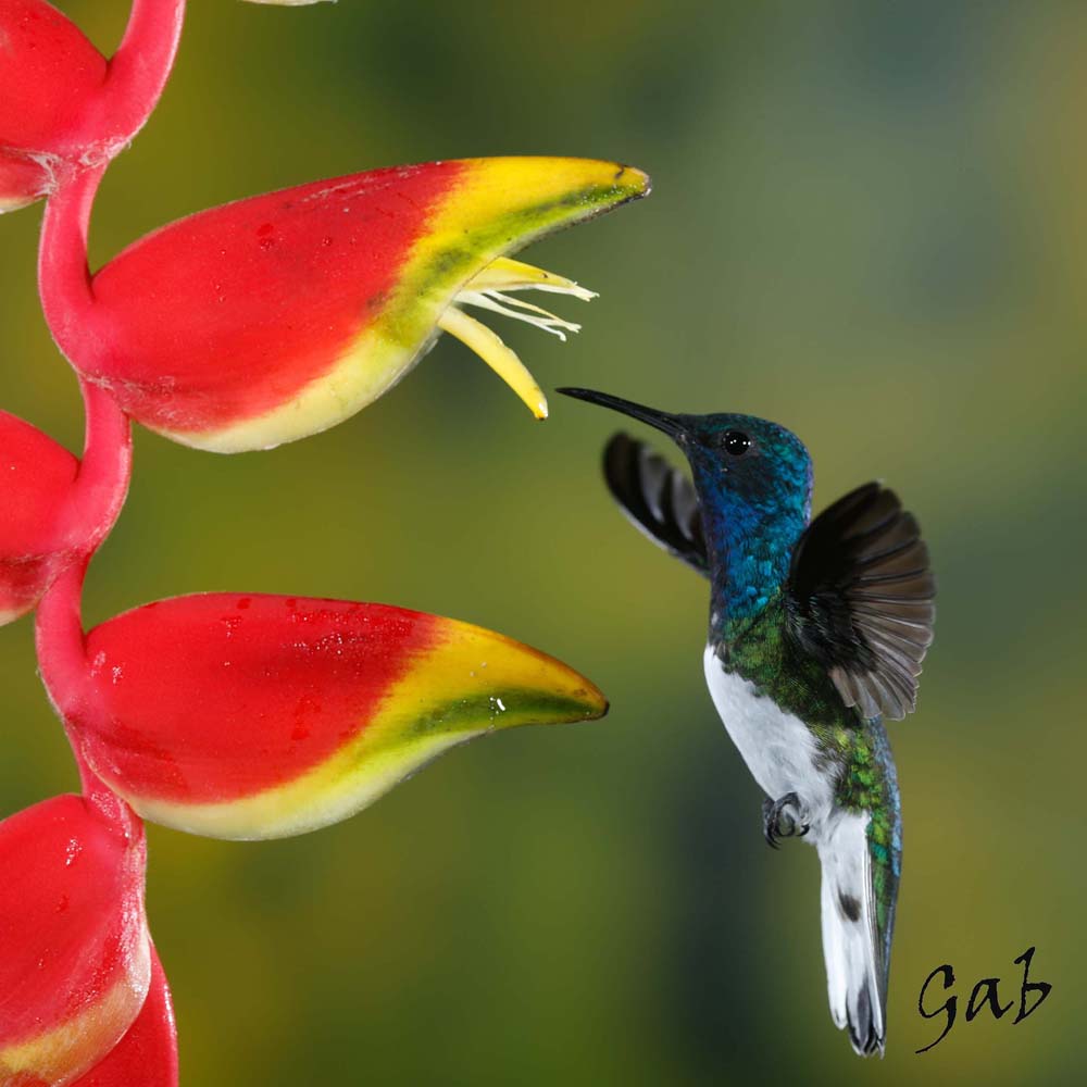 Nappe Gabphoto Colibri Costa Rica 1