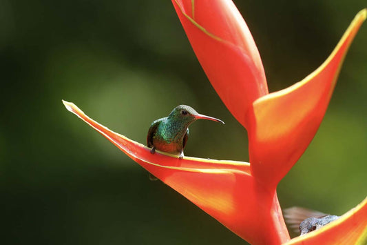 Hummingbird Costa Rica Tablecloths NP-034