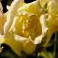 Nappes Rose jaune NP-037
