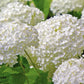 Nappes Hydrangés blancs NP-038