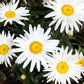 Nappes Marguerites blanches NP-047