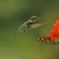 Impression photo Colibri à gorge rubis femelle 2