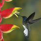 Male Jacobin Hummingbird photo print