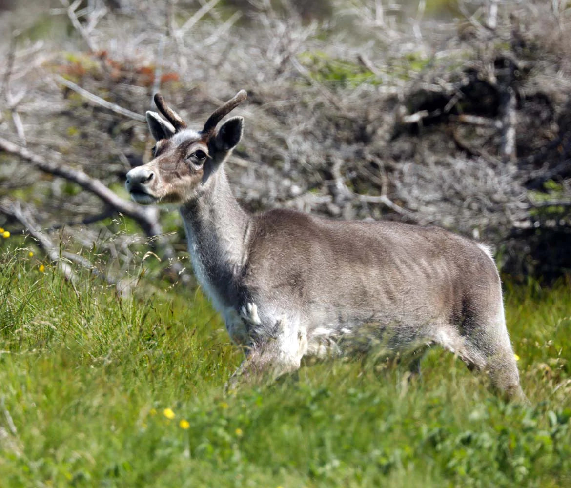 Impression photo Caribou des bois 1