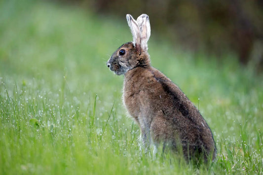 Photo print Snowshoe Hare 1
