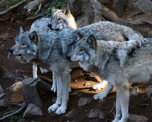 Photo print Gray wolves 1