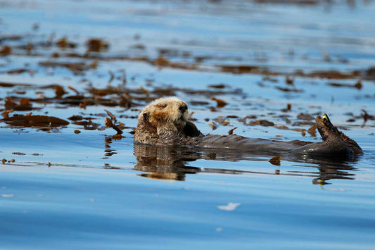 Photo print Sea otter 2