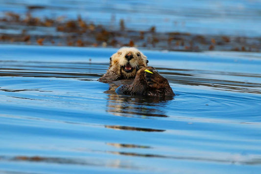 Photo print Sea otter 1