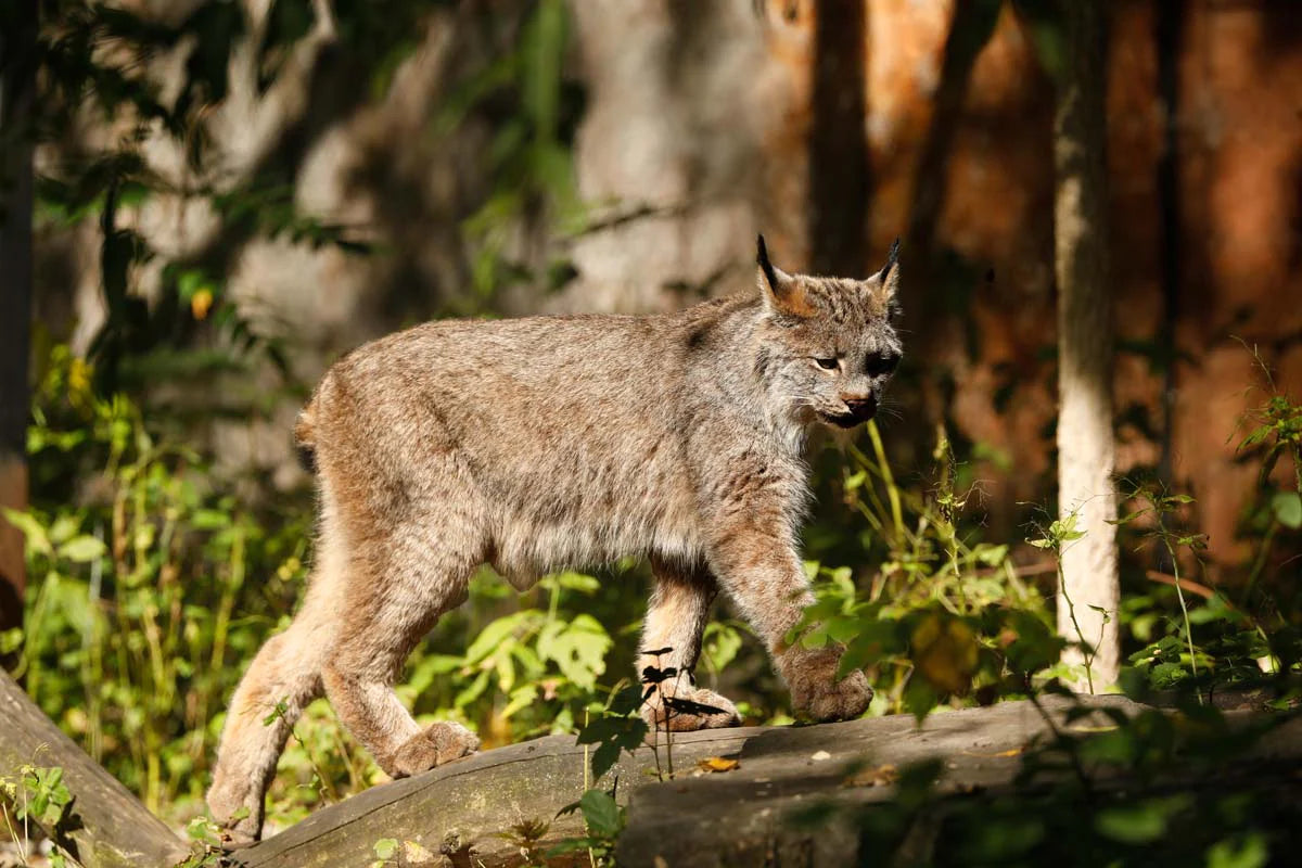 Impression photo Lynx d'Amérique 1