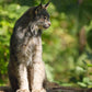 Impression photo Lynx d'Amérique 2