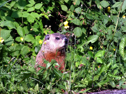 Photo print Common Marmot 2