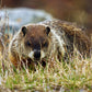 Impression photo Marmotte commune 1