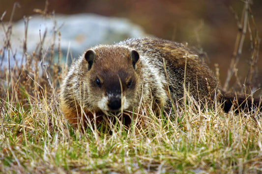 Photo print Common Marmot 1
