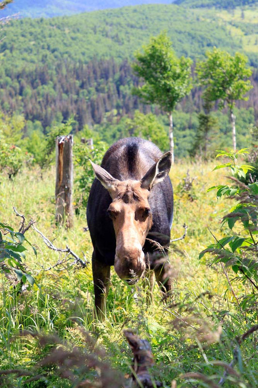 American Moose 2 photo print