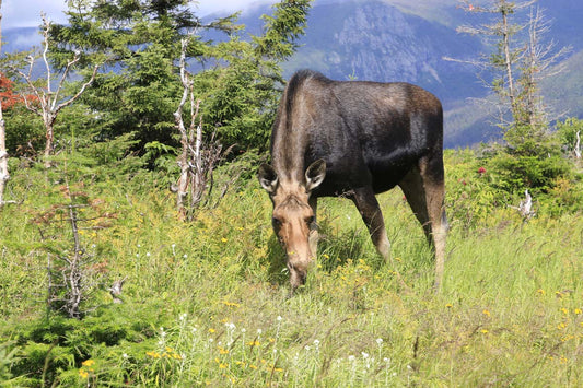 American moose photo print 1