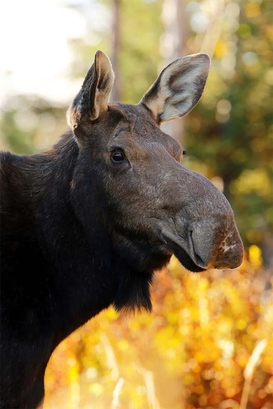 American moose photo print 3