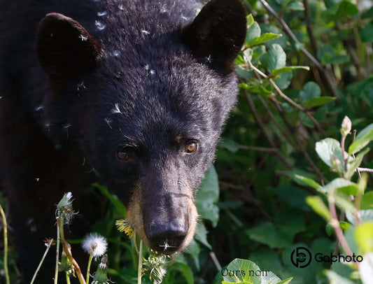 Photo print Black bear 3