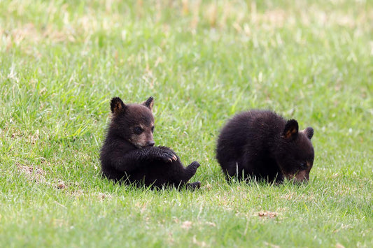 Photo print Black bear cubs 1