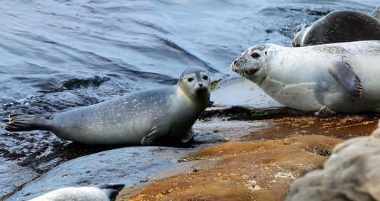 Photo print Harbor and young seal 1