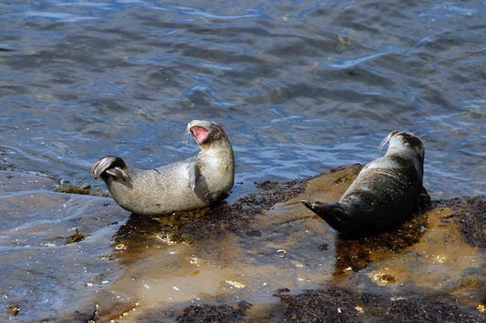 Photo print Common seals 1