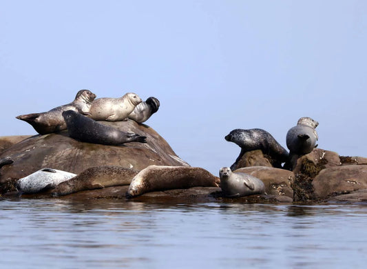 Photo print Common seals 2