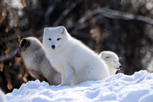 Photo print Arctic foxes 1