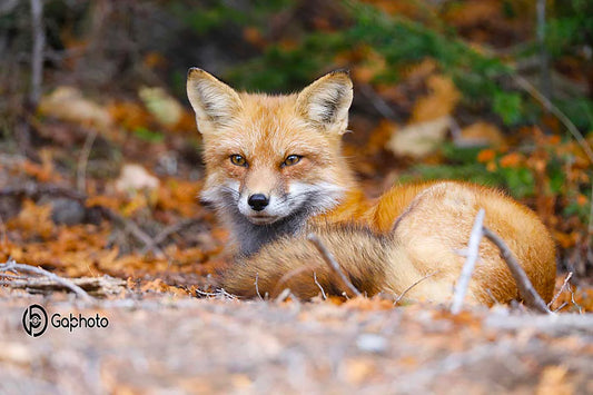 Photo print Red fox 2