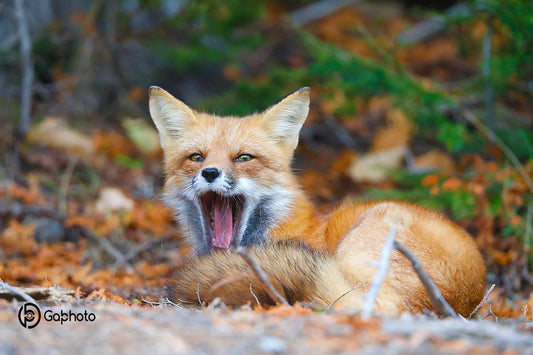 Photo print Red fox 1