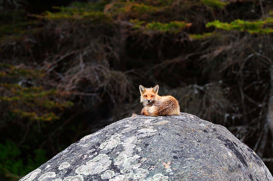 Photo print Red fox 3